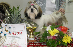 ши-тцу выставки фото беби класс